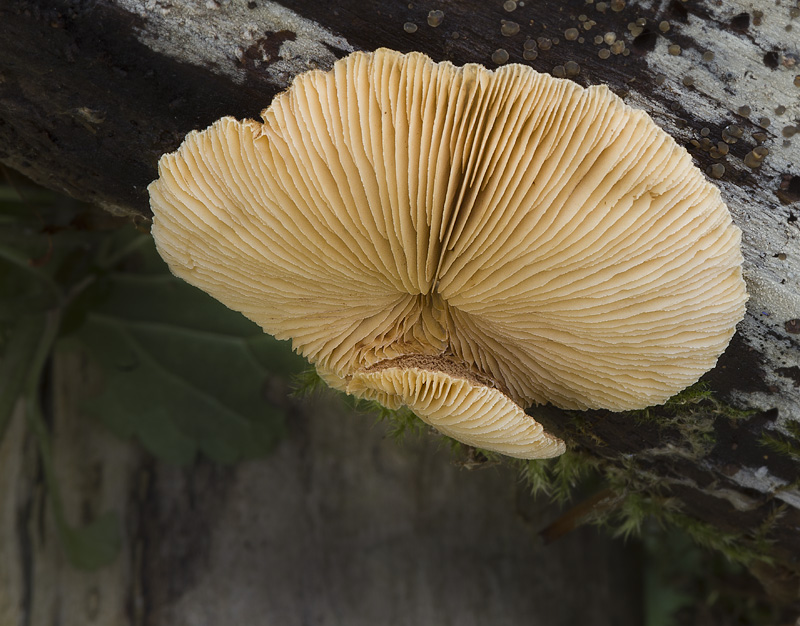 Crepidotus crocophyllus